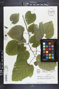 Tilia americana var. caroliniana image