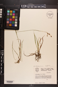 Luzula bulbosa image