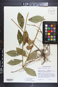 Solidago rugosa var. sphagnophila image