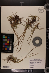 Eremochloa ophiuroides image