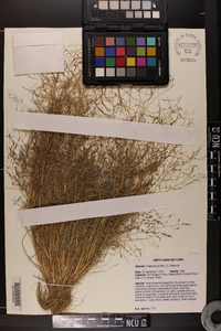 Eragrostis pilosa image