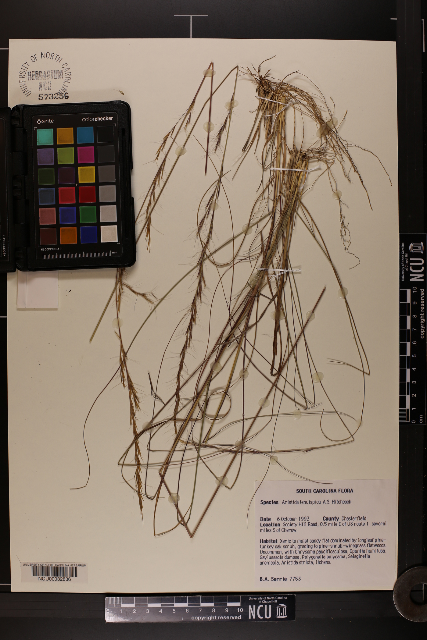 Aristida tenuispica image