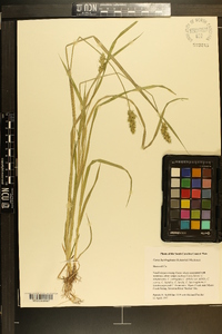 Carex laevivaginata image