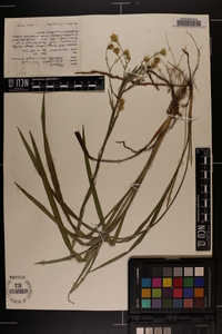 Pityopsis graminifolia image