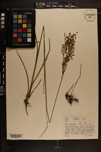 Juncus biflorus image