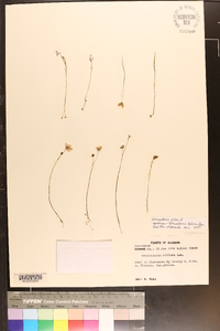 Utricularia gibba image