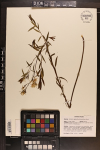 Amsonia rigida image