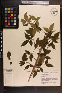 Ulmus alata image