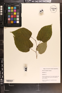 Tilia americana var. heterophylla image