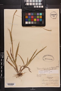 Paspalum setaceum var. muhlenbergii image