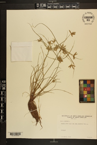 Cyperus compressus image