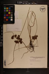Cyperus pseudovegetus image
