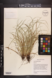 Carex basiantha image