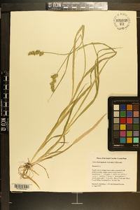 Carex laevivaginata image