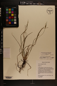 Carex corrugata image