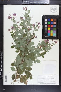 Lespedeza bicolor image