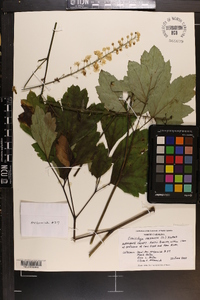 Actaea racemosa image