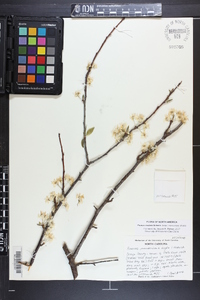 Prunus rivularis image