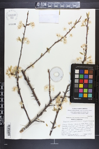 Prunus rivularis image