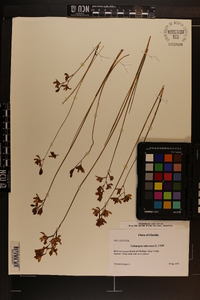 Calopogon tuberosus image