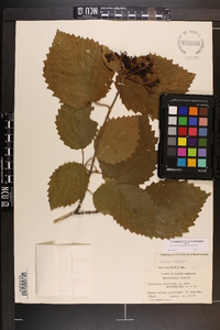 Viburnum dentatum var. dentatum image