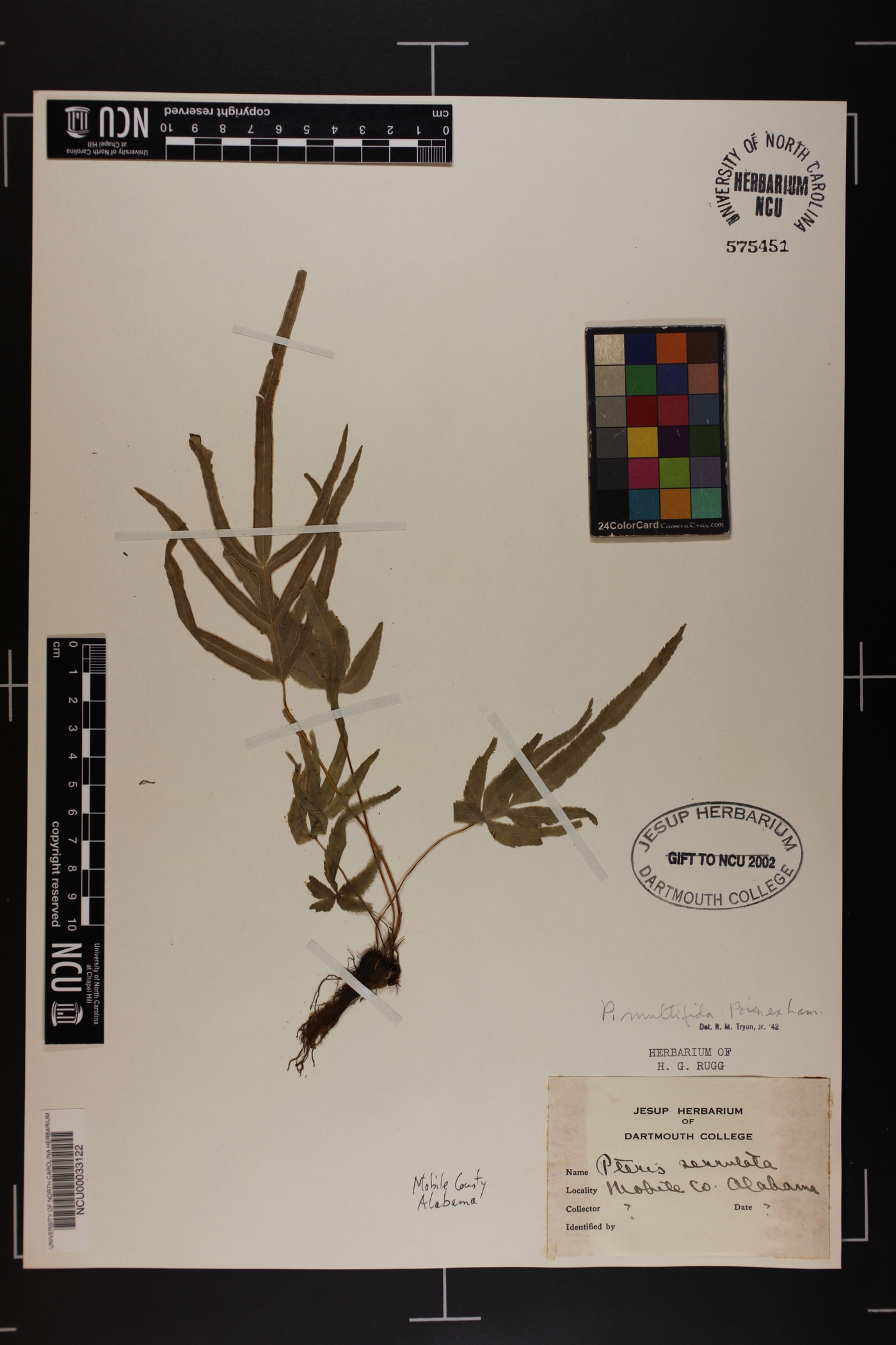 Pteris multifida image