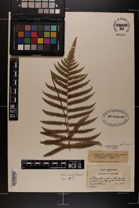 Dryopteris patens image