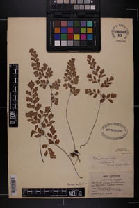 Adiantum capillus-veneris image