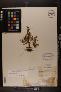 Botrychium lunarioides image