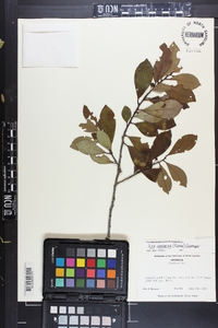 Ilex coriacea image