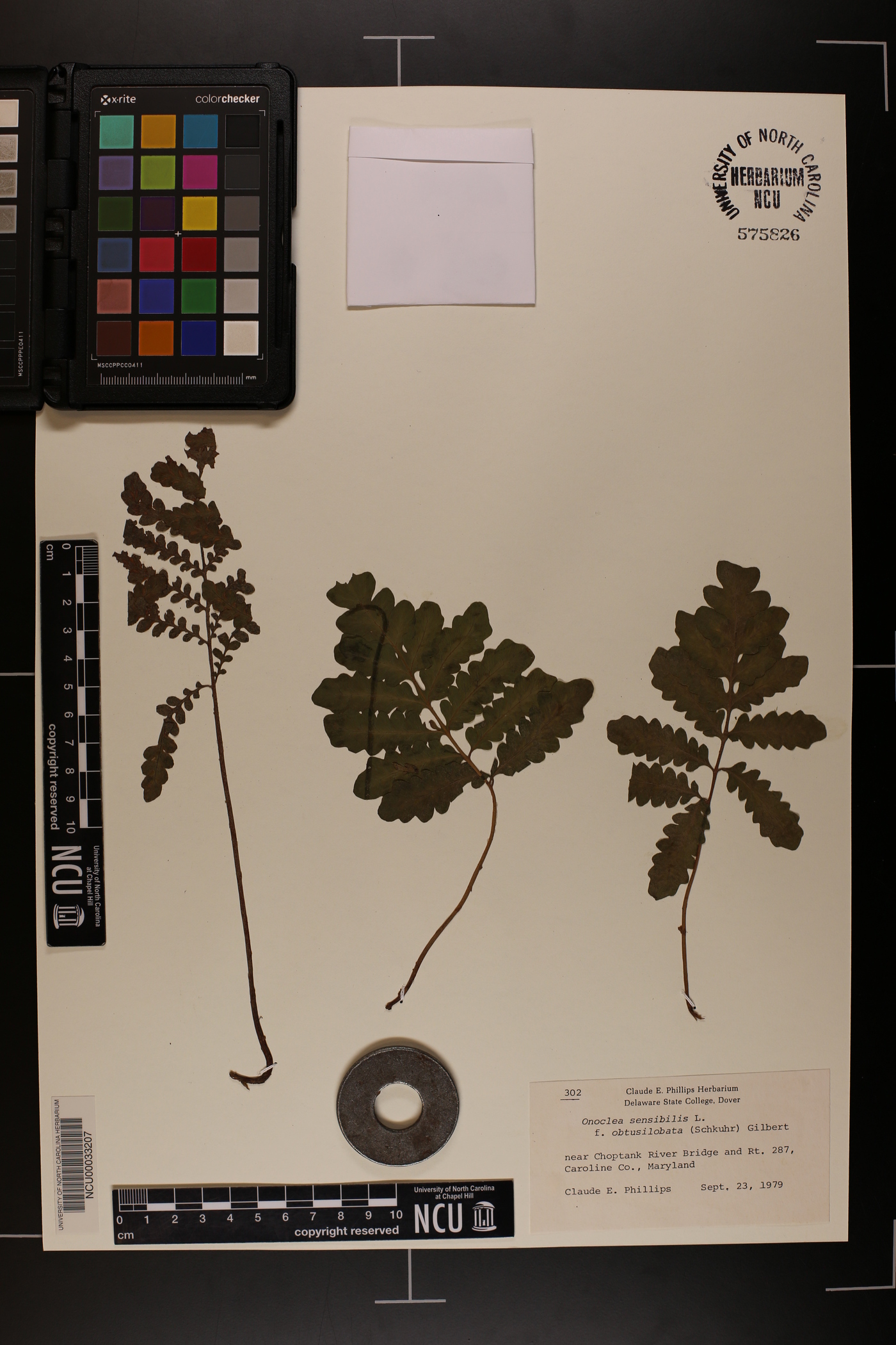 Onoclea sensibilis var. obtusilobata image