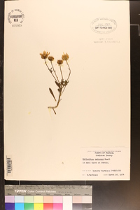 Helianthus carnosus image