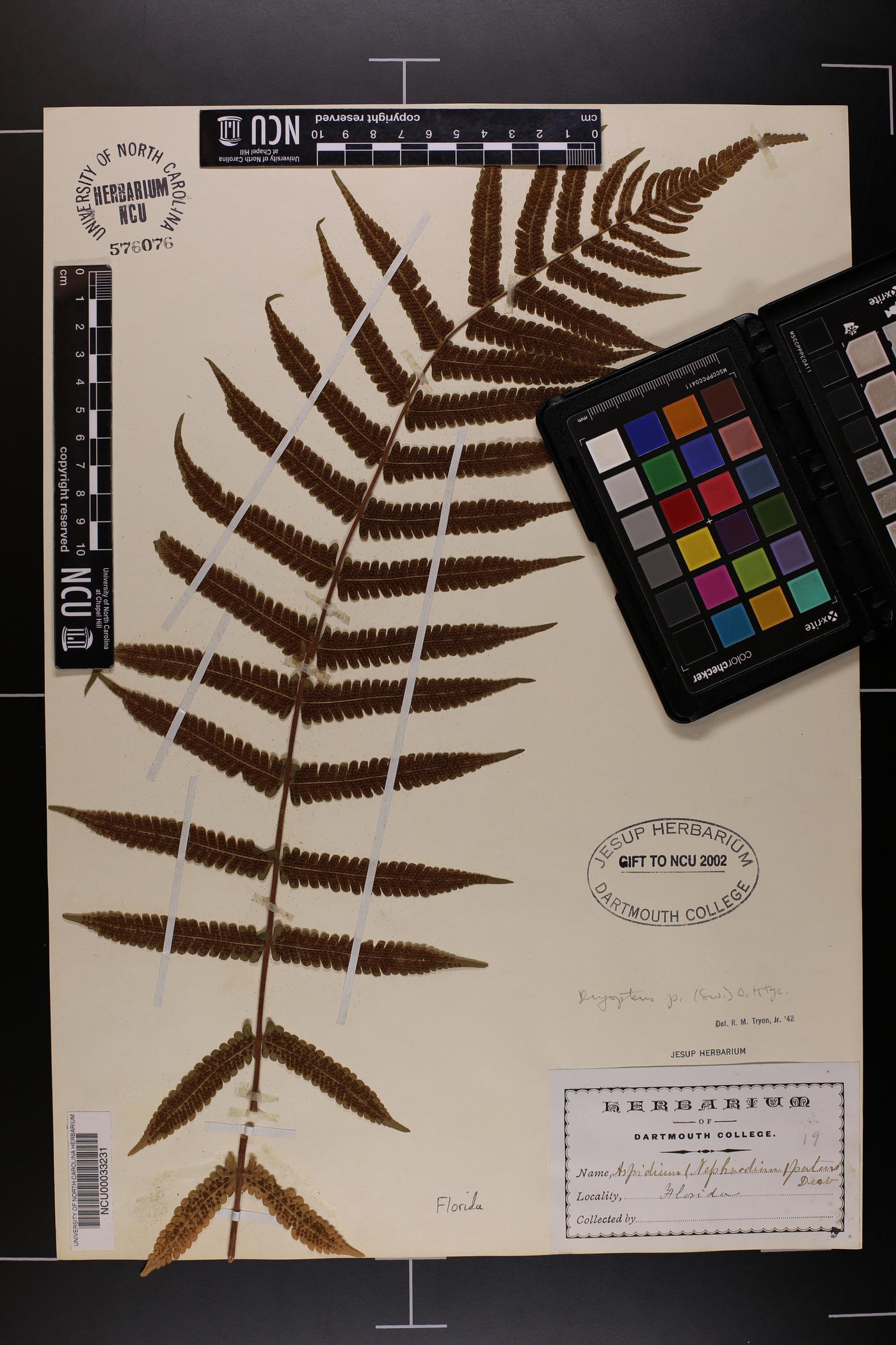 Dryopteris patens image