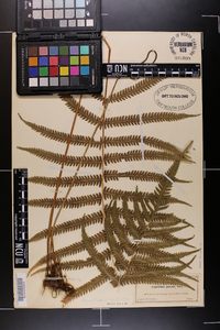 Dryopteris patens image