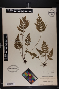 Asplenium abscissum image