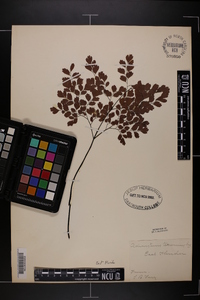 Adiantum tenerum image