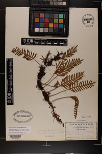 Pleopeltis polypodioides subsp. michauxiana image