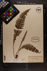 Pecluma ptilodon image