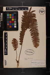 Nephrolepis exaltata image