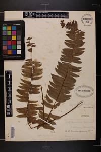 Nephrolepis exaltata image