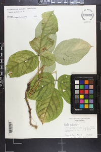 Aralia nudicaulis image