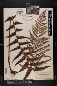 Dryopteris ludoviciana image