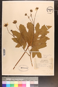 Silphium compositum image