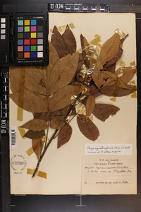 Carya myristiciformis image