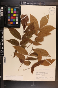 Carya myristiciformis image