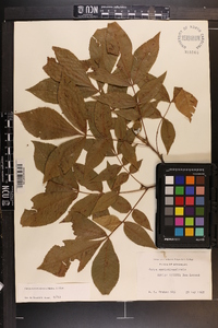 Carya myristiciformis image