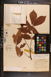 Carya myristiciformis image