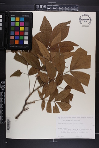 Carya myristiciformis image