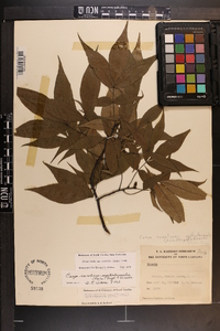 Carya carolinae-septentrionalis image