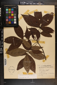 Carya carolinae-septentrionalis image